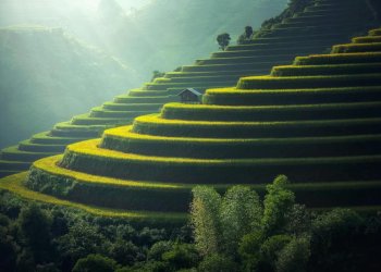 Golden rice terraces in the hills Green and golden rice terraces on hillside at sunset