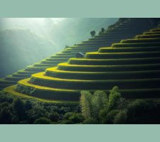 Golden rice terraces in the hills Green and golden rice terraces on hillside at sunset