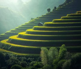Green and golden rice terraces on hillside at sunset