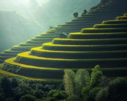 Golden rice terraces in the hills Green and golden rice terraces on hillside at sunset