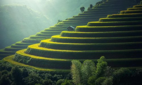 Golden rice terraces in the hills Green and golden rice terraces on hillside at sunset