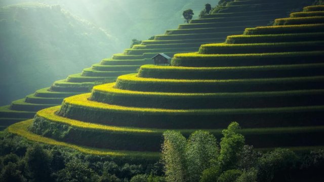 Golden rice terraces in the hills Green and golden rice terraces on hillside at sunset