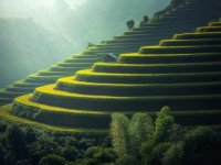 Golden rice terraces in the hills Green and golden rice terraces on hillside at sunset