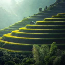 Green and golden rice terraces on hillside at sunset
