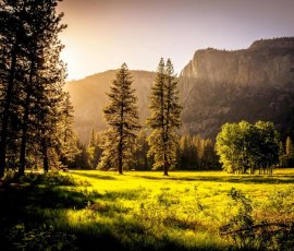Sunlit meadow with forest and mountains
