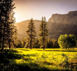 Sunlit meadow with forest and mountains
