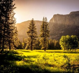 Sunlit meadow with trees and mountains Sunlit meadow with forest and mountains