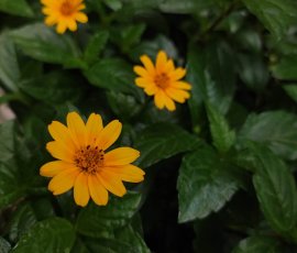 Bharath 9035527495 Flower