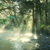 Golden rays of sunlight streaming through forest trees Sunlight shining through forest onto flowing stream